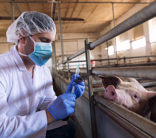 Livestocks and Farm Animals
